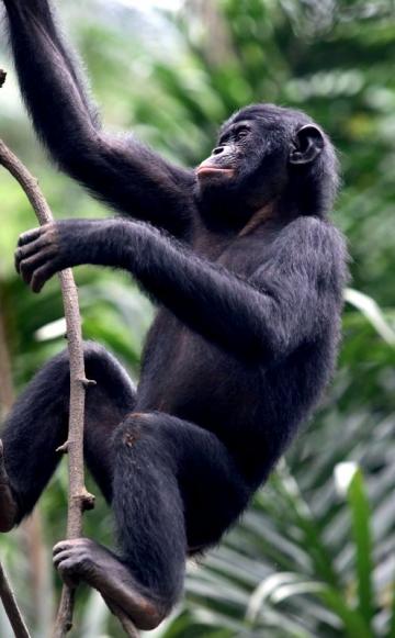 A young Bonobo: the species is at riosk as logging in the Congo Basin fragments their forest habitat and opens up new areas to poachers. Photo: via Greenpeace.