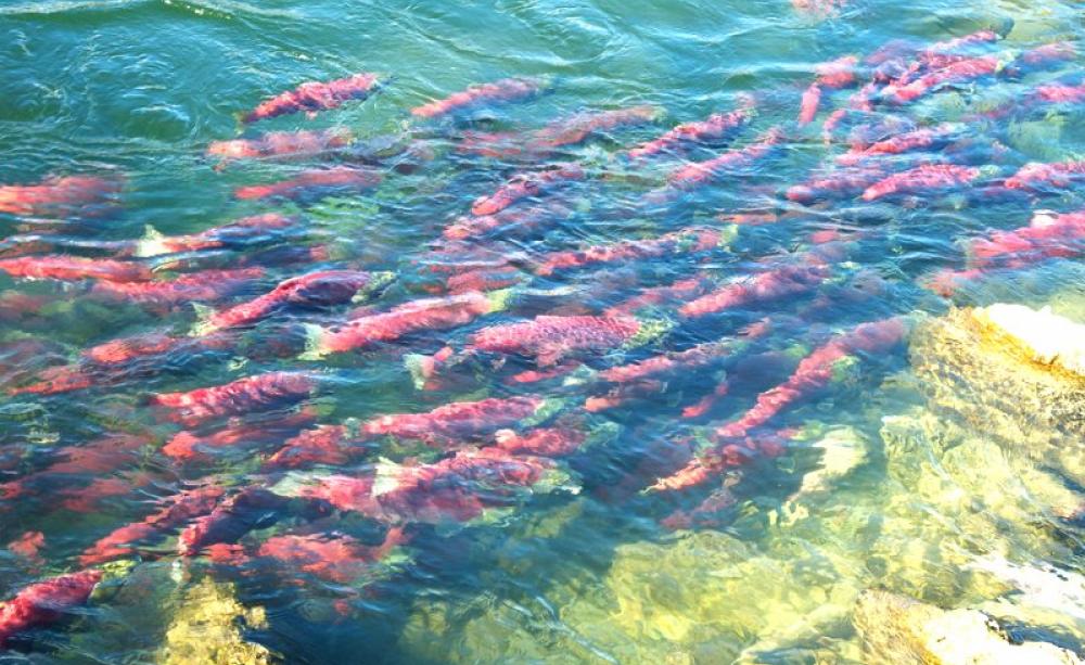 Salmon run on the Adam's River, BC. Photo: John Biehler via Flickr (CC BY-NC-SA).