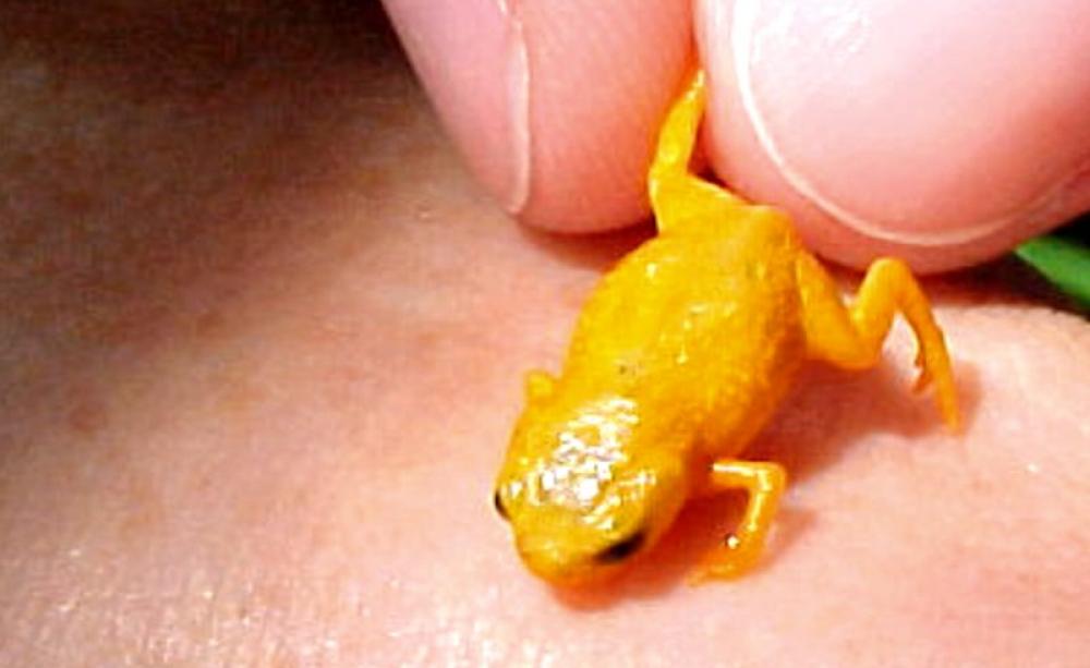 Dwarfed by a human hand. Photo: Marcio Pie (CC BY-NC-SA).