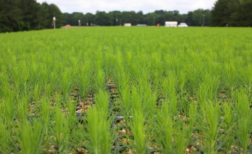 A nursery of loblolly pine – approx. 500,000 in view, all waiting to be dispatched and planted (c. 1,000 acres). Photo: Drax Group.