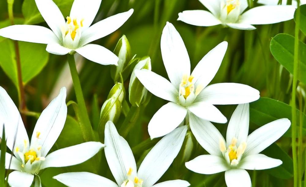 Star of Bethlehem flowers, photographed in Delaware Bay. Photo: Daniel Ashton via Flickr (CC BY-NC-SA).