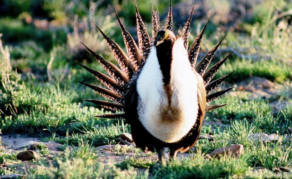 Most Americans rate endangered species above mines, tar sands and fracking wells. But Congress thinks otherwise. Sage-grouse in Eastern Oregon. Photo: Bureau of Land Management Oregon and Washington via Flickr (CC BY).