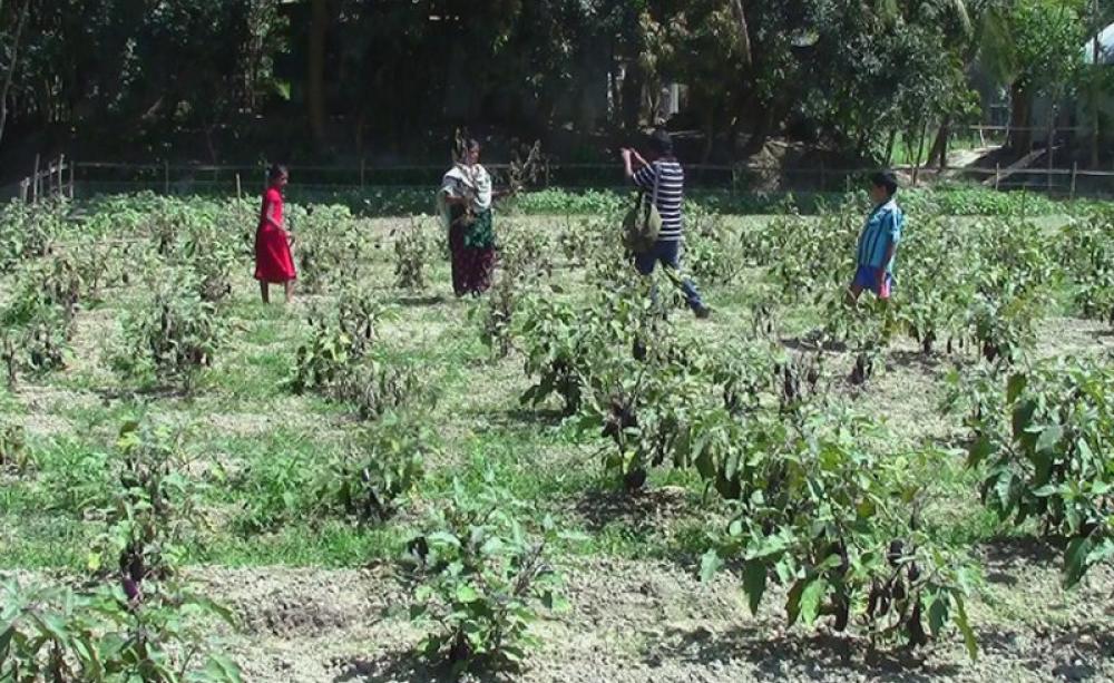 Munnaf's wife Lovely Begum, showing dead Bt brinjal plants. Photo: Faisal Rahman.