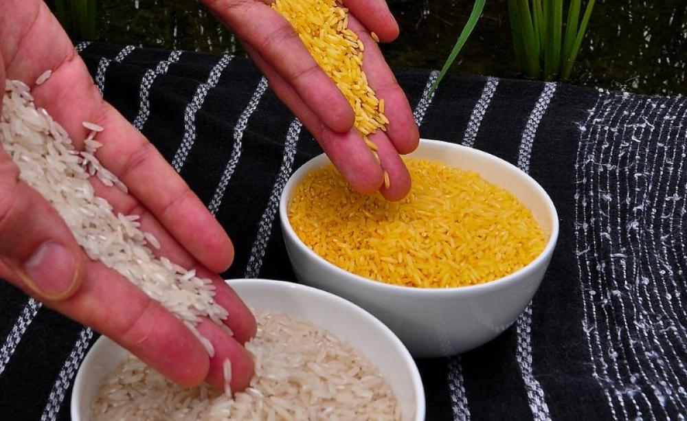 Ordinary white rice, and Golden rice. Photo: International Rice Research Institute (IRRI) via Wikimedia (CC BY).