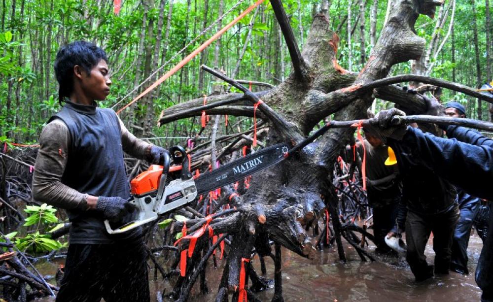 Measuring mangroves: a study on above-ground and below-ground biomass in mangrove ecosystems, part of Sustainable Wetlands Adaptation and Mitigation Program (SWAMP). Kubu Raya, West Kalimantan, Indonesia. Photo: Kate Evans / CIFOR via Flickr (CC BY-NCA).