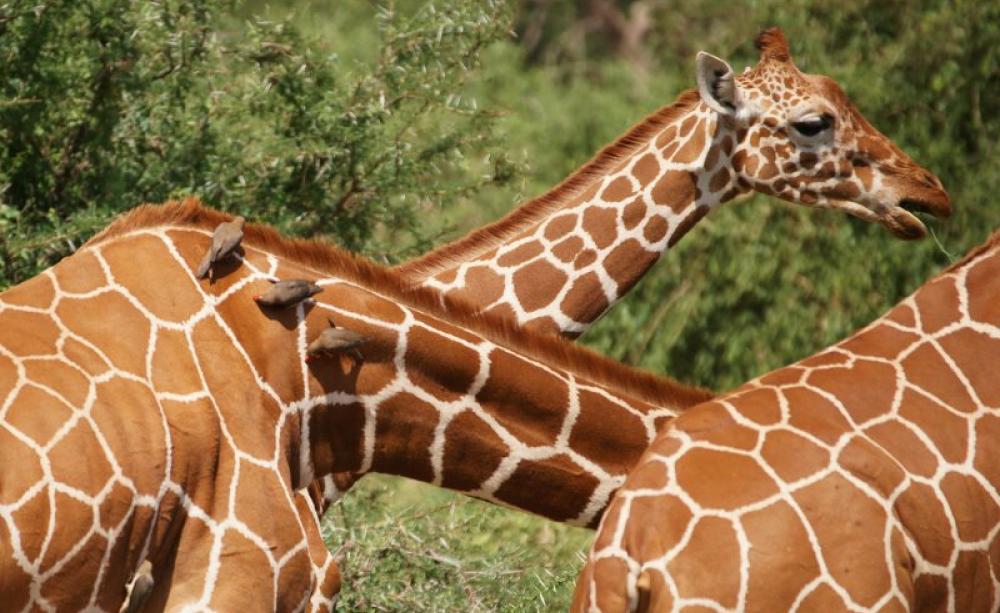 Reticulated giraffes (Giraffa camelopardalis recticulata) and oxpeckers photographed on safari at Samburu, Kenya. Photo: roger smith via Flickr (CC BY-NC).