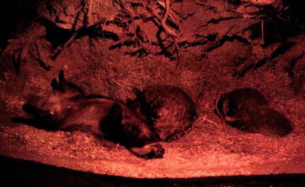 Do not disturb: sleeping badgers in their sett at the British Wildlife Centre. Photo: John Morris via Flickr (CC BY-NC-SA).