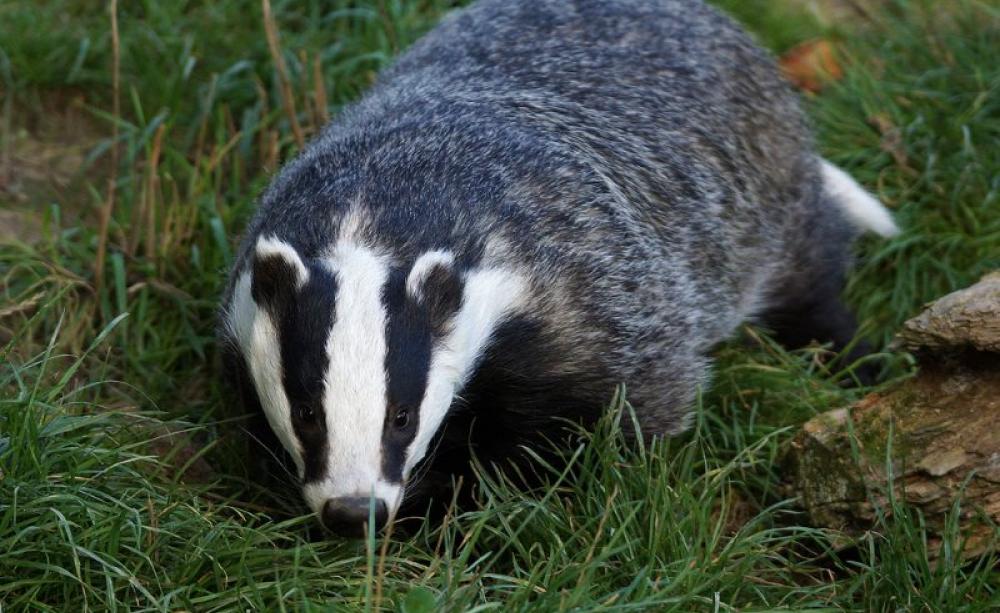 Badger at dusk, British Wildlife Centre. Photo: Helen Haden via Flickr (CC BY-NC).
