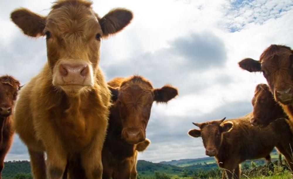 Bovine TB is above all, about cattle and their biosecurity. Happy cows in England's beautiful Peak District. Photo: Rick Harrison via Flickr (CC BY-NC-SA).