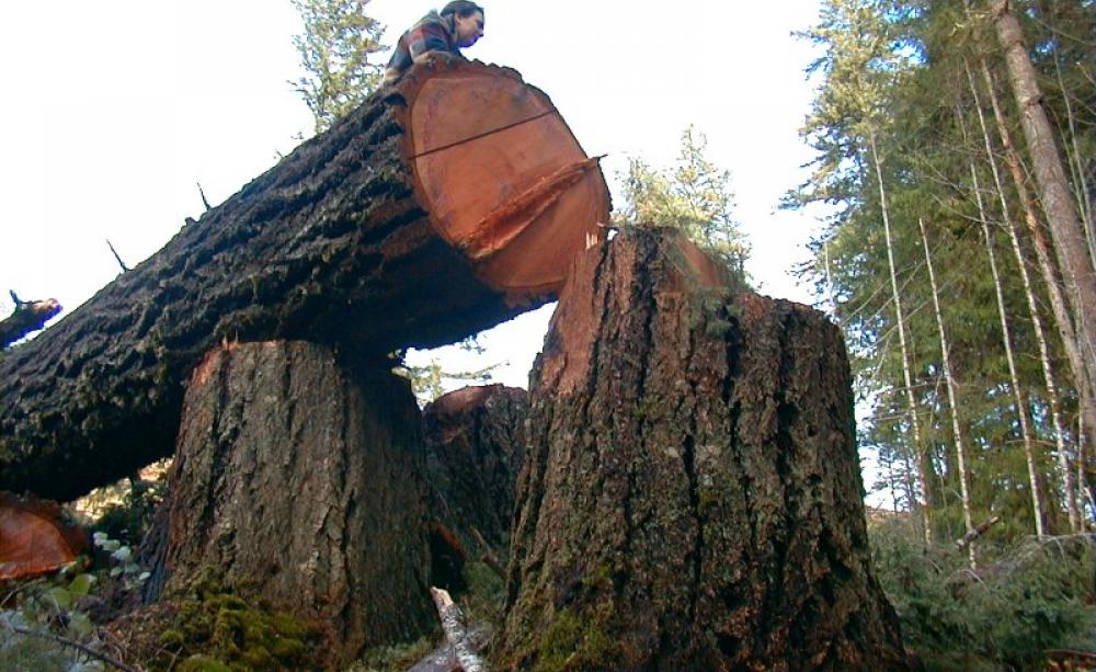 Felled tree in the coastal rainforest of Oregon, USA. Photo: Francis Eatherington via Flickr (CC BY-NC-ND).