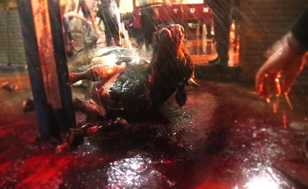 A bull from Romania meets a grisly death in Gaza following trans-shipment through Israel, winter 2014. Photo: Compassion in World Farming.