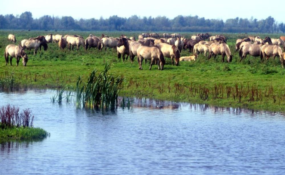 Wild ponies feeding at Oostvaardersplassen, Netherlands, where a huge floodplain nature reserve has been turned over to wilderness. Photo: KONIKpaarden via Flickr (CC BY).