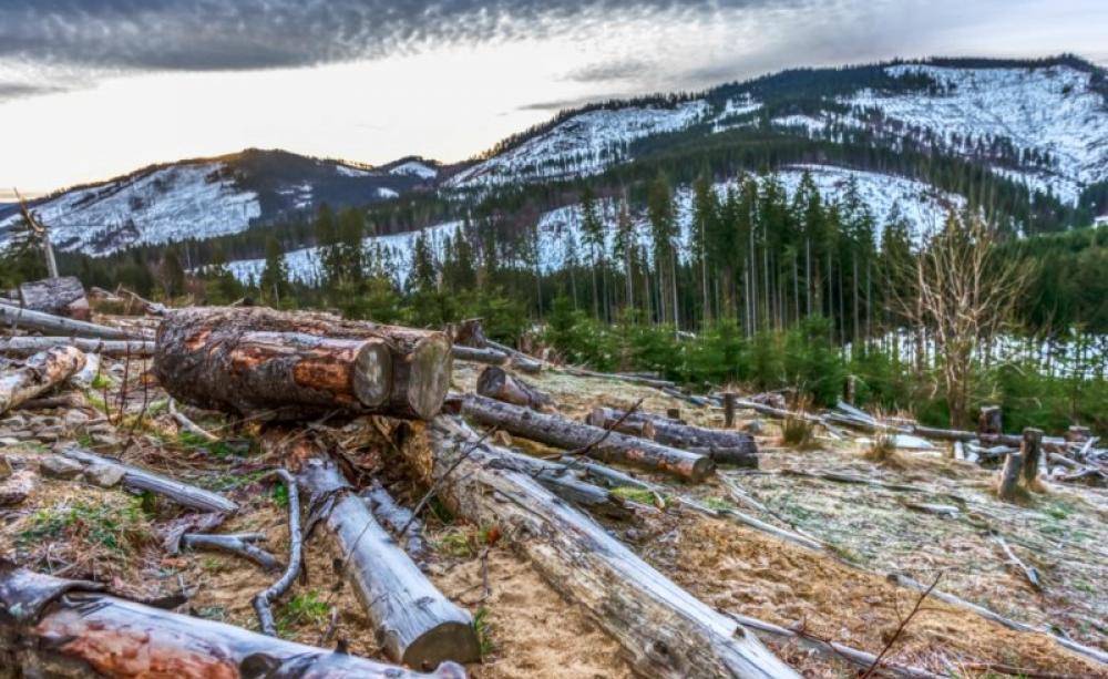 Devastated mountains in Romania's Sebes Valley. Photo: Magda Munteanu / BIRN (Balkan Investigative Reporting Network).