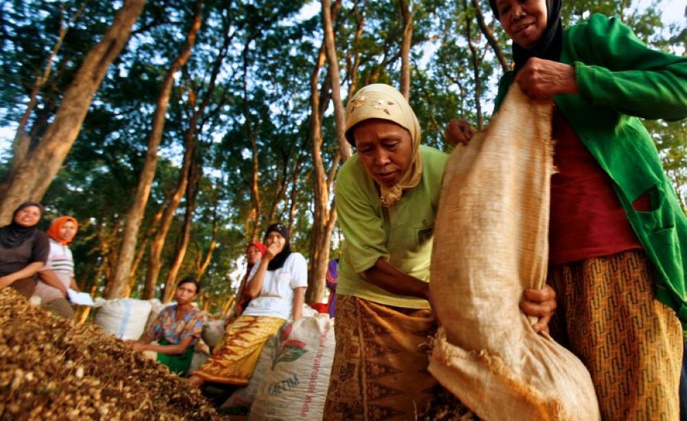 Women in Jepara's teak forest area harvest ground nuts, Central Java, Indonesia, June, 2009. Photo: Murdani Usman / Center for International Forestry Research (CIFOR).