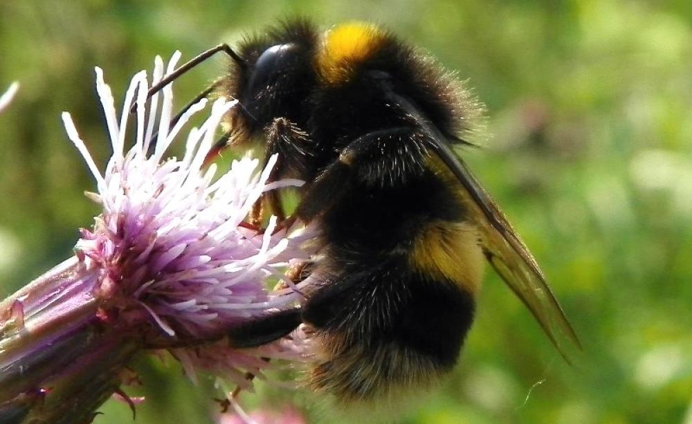 Bumblebee, maybe Bombus terrestris or B. lucorum, at Fairlands Valley Park Environment Lake, Stevenage, Hertfordshire, 5 July 2013. Photo: Peter O'Connor aka anemoneprojectors via Flickr (CC BY-SA).