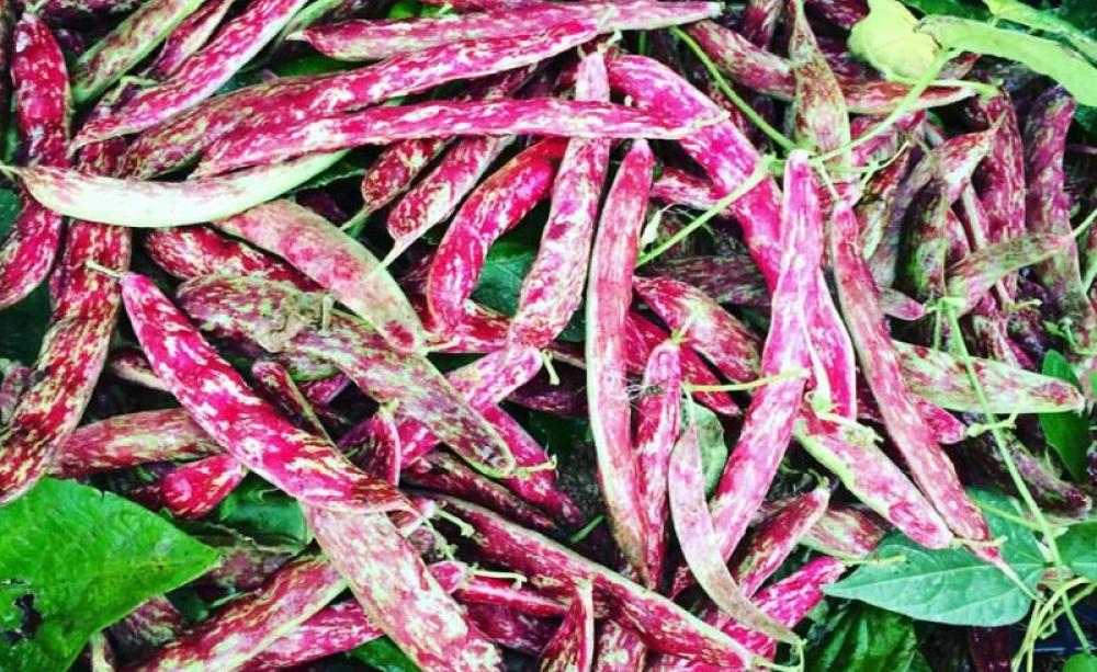 There is another way: organic Borlotti beans from Sandy Lane Farm, Oxfordshire. Photo: Sandy Lane Farm via Facebook.
