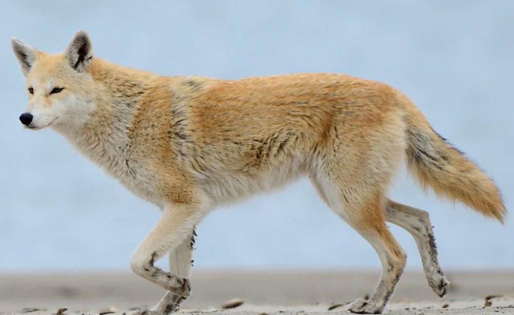 Blondie - one of a rough half dozen coyotes that freely roam Presque Isle State Park, Erie, PA. She probably carries a mixture of genes from dogs and wolves as well as coyote, but that does not mean she's of a new species. Photo: Dave Inman via Flickr (CC