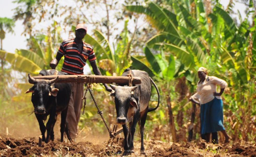 Traditional Farmer in Kabaune village, Kenya working in the field with his cattle. The village has joined in planting trees in order to increase rain and water. Photo: P. Casier / CGIAR via Flickr (CC BY-NC-SA).