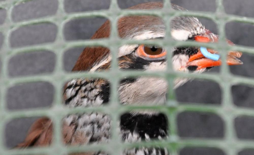 A caged Heart of England partridge debeaked and fitted with metal beak 'bit'. Photo: League Against Cruel Sports.