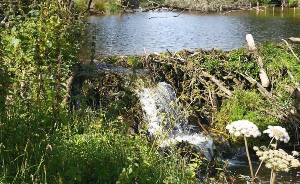 A beaver pond in Bamff, Scotland. Photo: Paul Ramsay / beaversatbamff.blogspot.co.uk.