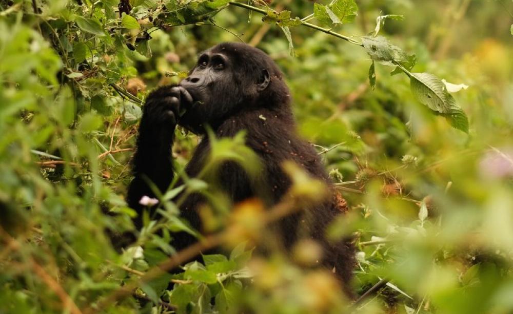 An Eastern Mountain Gorilla forages on a hillside just outside of Bwindi Impenetrable National Park, Uganda. A large deforested buffer zone of inedible tea plants has been constructed in order to keep the gorillas from leaving the park and disrupting loca