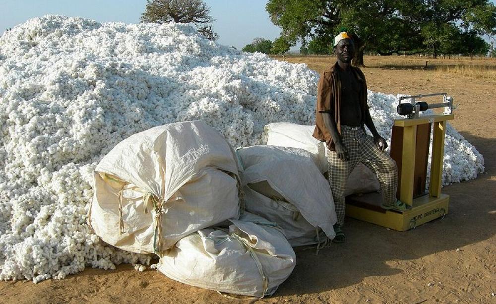 Burkina Faso farmers were happy with Monsanto's GMO Bt cotton, which raised their profits. But for the companies that bought the cotton at a fixed price set by the government, it was a disaster, thanks to the shorter fibres and lower yields. Photo: KKB vi
