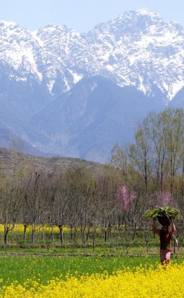 A farmer at work in her mustard field in Kashmir, India. Photo: Rajesh Pamnani via Flickr (CC BY-NC-DD).
