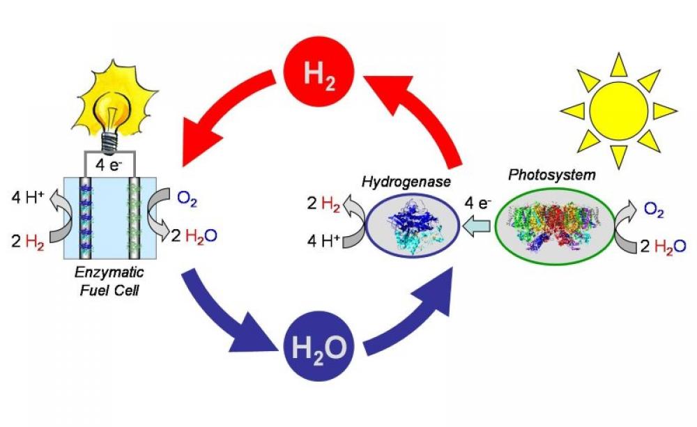 A schematic of how hydrogenase catalyst can be used reversibly to produce hydrogen, and 'burn' it in a fuel cell. Image: Department of Microbiology, Faculty of Biology, Humboldt University, Berlin.