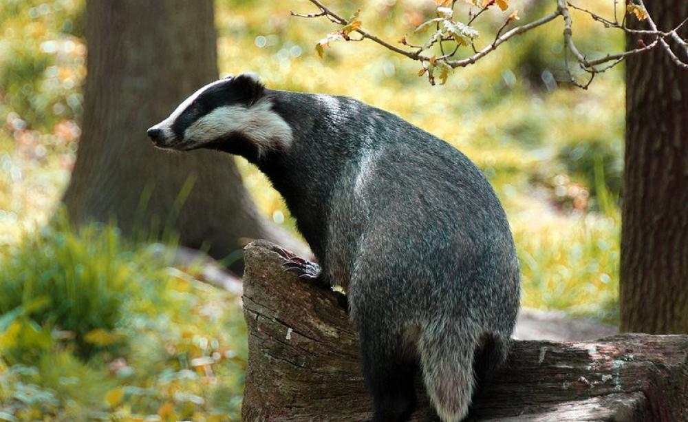 At least Canterbury's badgers will be safe, for now. Photo: Ian Blacker via Flickr (CC BY-ND).