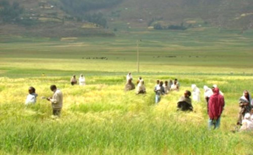 Participatory barley breeding in India. Photo: Salvatore Ceccarelli .