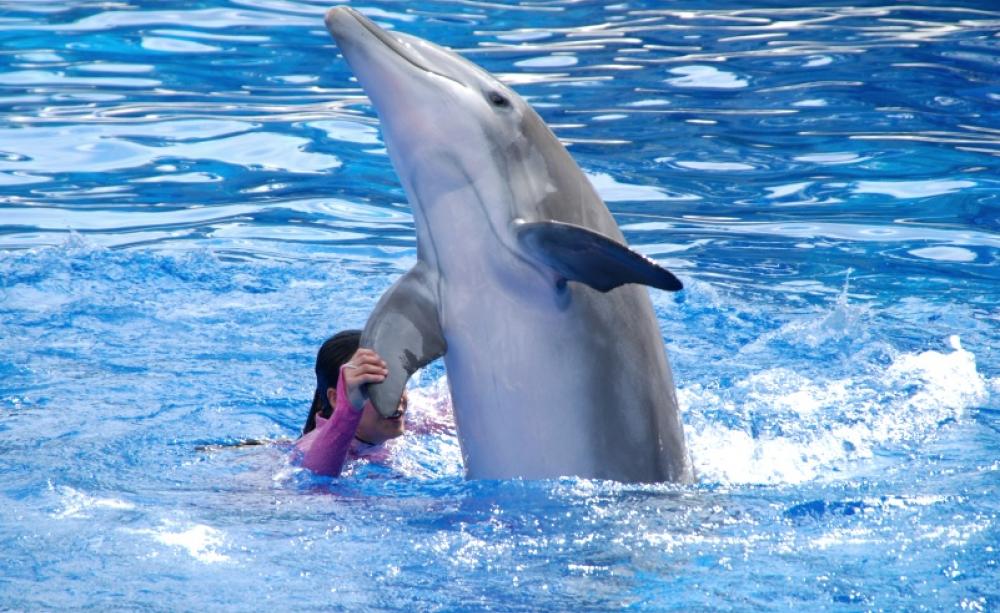 Dolphins are the most intelligent non-human animals, so why do we still allow companies like Seaworld violate their rights? Photo: BenSpark via Flickr (CC BY-NC-SA)