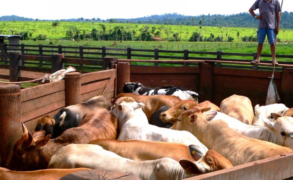 91% of all deforestation in the Amazon occurs to make way for cattle ranches like the one shown here. Photo: Jai Mansson via Flickr (CC BY-SA)
