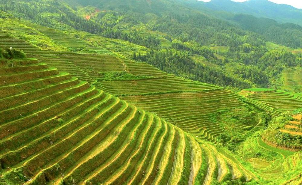 Longji terraces in Longsheng county, Guilin, China, January 2009. Photo: Anna Frodesiak via Wikimedia Commons (Public Domain).