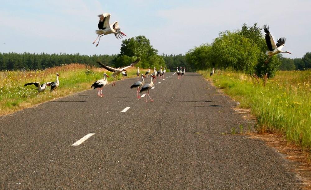 White storks on road near Chernobyl, Ukraine. Many parts of the Chernobyl region have low radioactivity levels and serve as refuges for plants and animals. But other areas are acutely radiotoxic. Birds tend to be especially susceptible to radiation impact