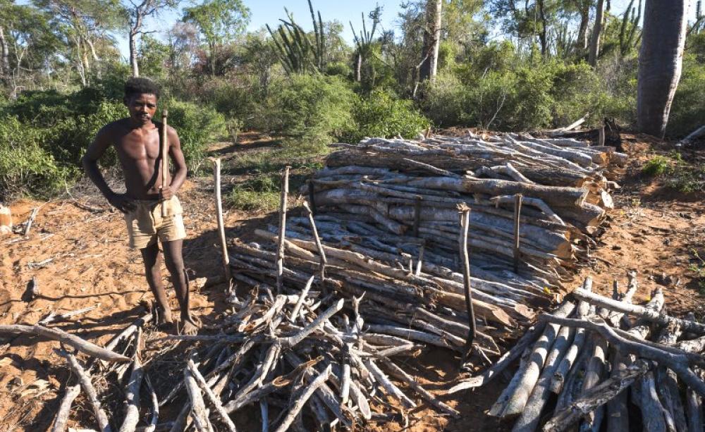 With the rains failing, desperate farmers head to the Spiny Forest to make charcoal. Photo: Louise Jasper (louisejasper.zenfolio.com).