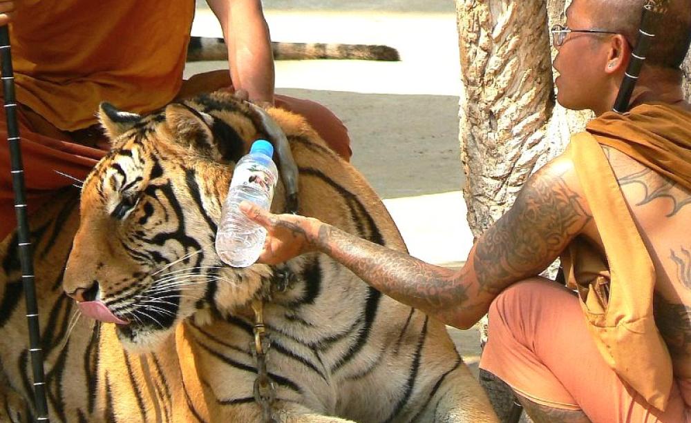 At Thailand's famous, or infamous, Tiger Temple, 25th January 2011. Photo: Roel van Deursen - Spijkenisse / Nissewaard via Flickr (CC BY).