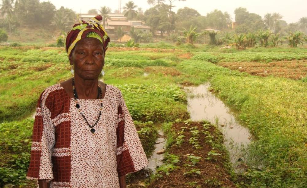 Farmers like Madame Fatu Kanu, near Freetown in Sierra Leone, have nothing to gain from the kind of corporate agricultural development offered by the 'New Alliance', and everything to lose. Photo: kenny lynch via Flickr (CC BY-NC-ND).