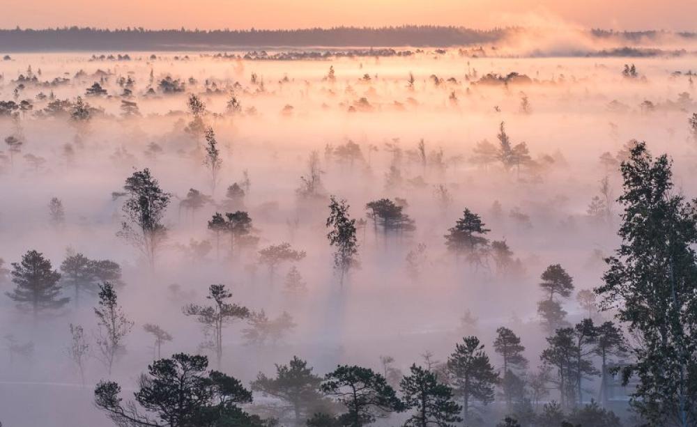 September sun rising over foggy wetlands, Ķemeri National Park, Latvia - part of the 'Natura 2000' territory designated under EU nature laws for its biological diversity, the unique Ķemeri Moorland, various ecosystems, and springs of mineral and curativ