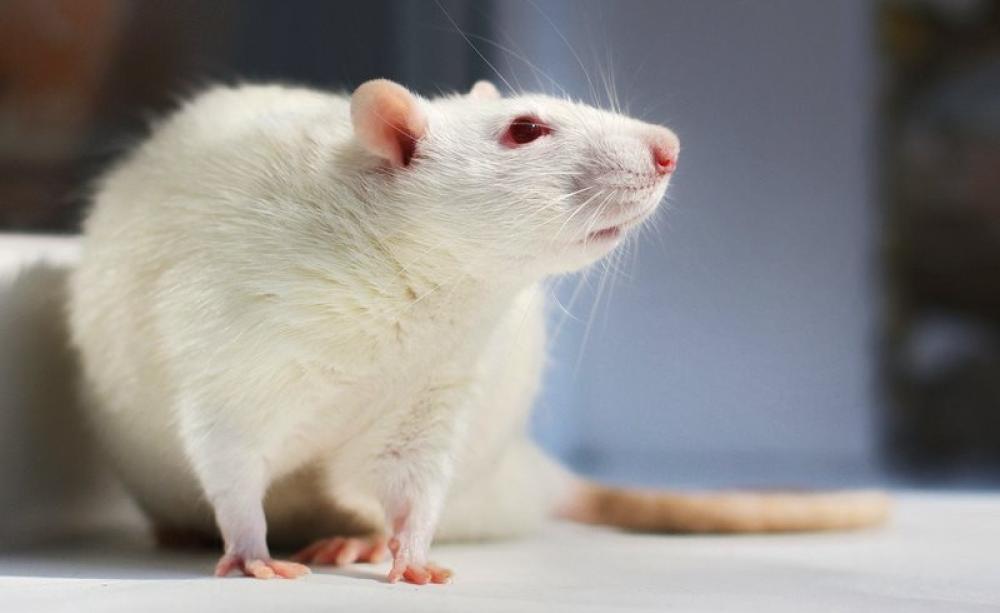 Are we the real lab rats? If glyphosate herbicides can mess up rats uterine development, what's it doing to humans? Photo: Tatiana Bulyonkova via Flickr (CC BY-NC-SA).