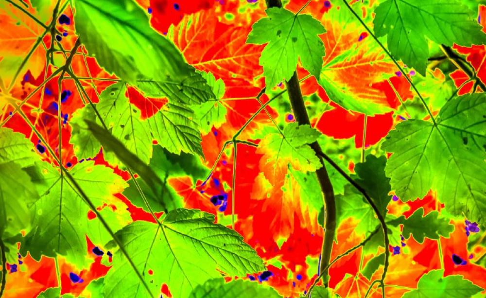 New 'solar leaves' will be able to produce ethanol directly from sunlight - the perfect liquid fuel for automotive use - with just enough methanol to stop you drinking it. Photo: Eric Roy via Flickr (CC BY-NC-SA).