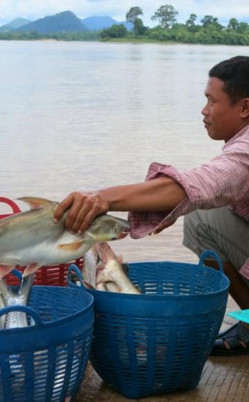 Every morning Lao and Cambodian fishermen land their catch to sell at Veung Kham market just inside the Lao Border. Photo: Tom Fisherman.