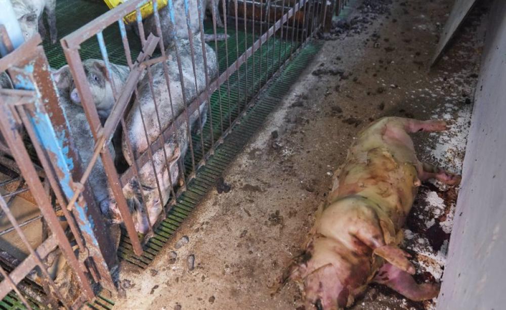 Inside the pig farm. Photo: Farms Not Factories.