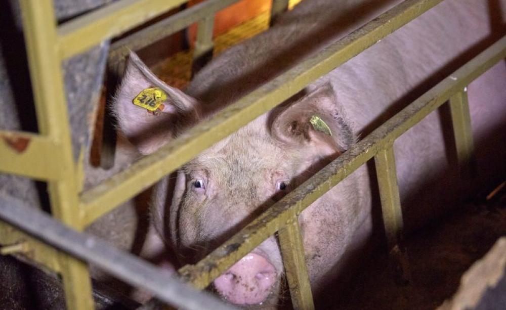 Inside the pig farm. Photo: Farms Not Factories.