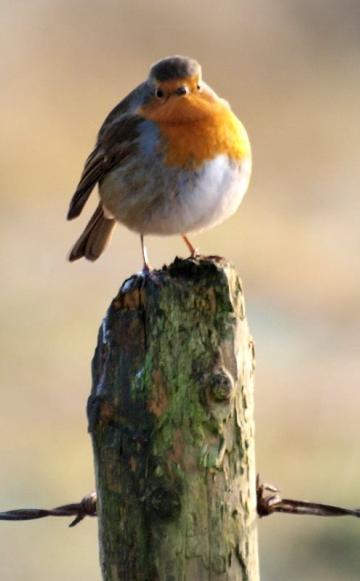 Who ate all the pies? Robin redbreast on an English farm. Photo: John Bennett via Flickr (CC BY-NC-SA).