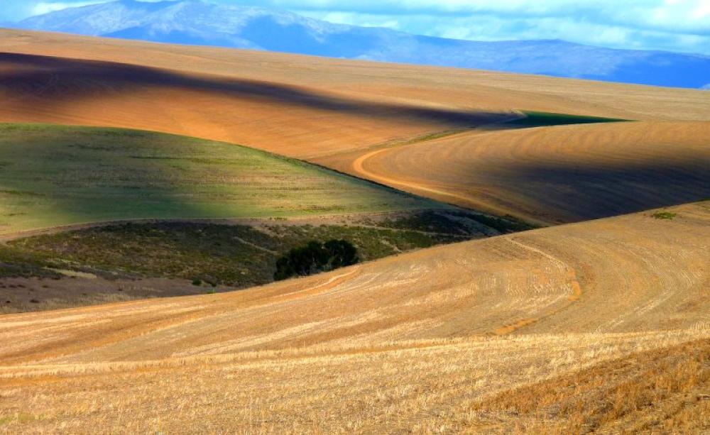 Clouds cast their fast moving shadows across the rolling arable farmlands of South Africa's Western Cape region, where production will become increasingly stretched with warming climate. Photo: Christopher Griner via Flickr (CC BY).
