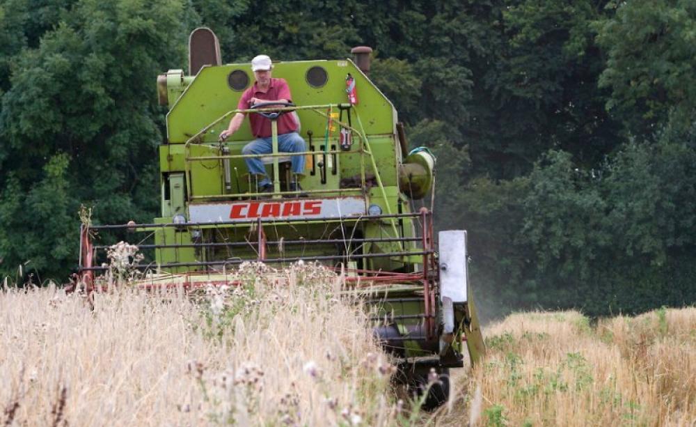 John Letts harvesting his biodiverse crop of heritage wheat on an organic farm in Buckinghamshire. Photo: Adrian Arbib for Resurgence &amp; Ecologist Magazine.