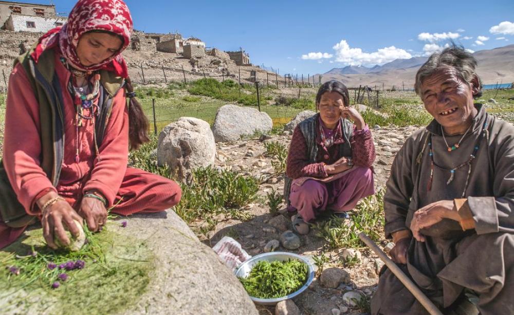 Woman preparing herbs for winter at Tso Moriri, Ladakh, India. Photo: sandeepachetan.com travel photography via Flickr (CC BY-NC-ND).