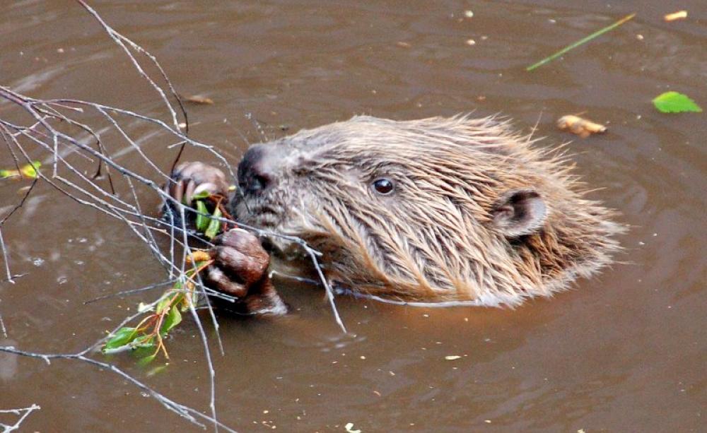 Scottish beaver seen in 2008. Photo: Paul Stevenson via Flickr (CC BY).