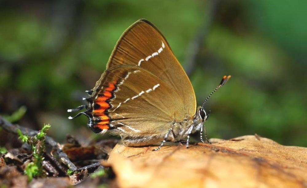 White-letter Hairstreak (Satyrium w-album), Parc de Woluwé, Brussels, Belgium. Photo: Frank Vassen via Flickr (CC BY).