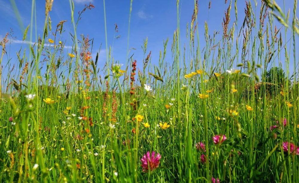 The bottom line: post-Brexit, will our countryside be richer, or poorer, in wild-flower meadows like this one near Silsden in West Yorkshire, England? Photo: Steven Feather via Flickr (CC BY-NC-SA).